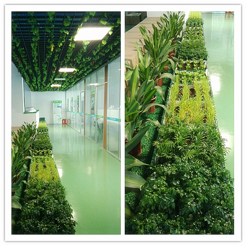 香港正能量植物长廊